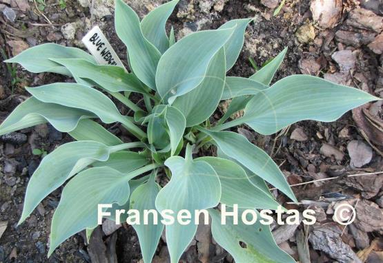 Hosta Blue Wedgwood - Fransen Hostas